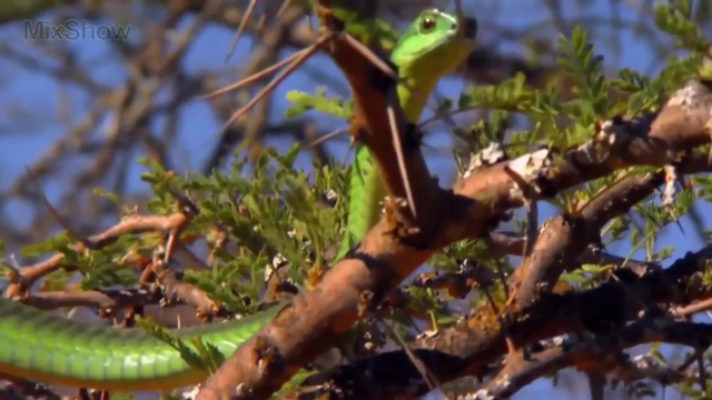 Чем опасен африканский бумсланг - Самые опасные змеи на планете