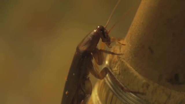 Луковица и сода от тараканов - Способы избавиться от насекомых дома