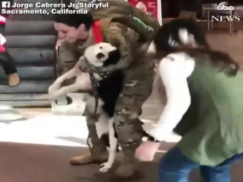 Собака встречает девушку из армии - Трогательная встреча после разлуки